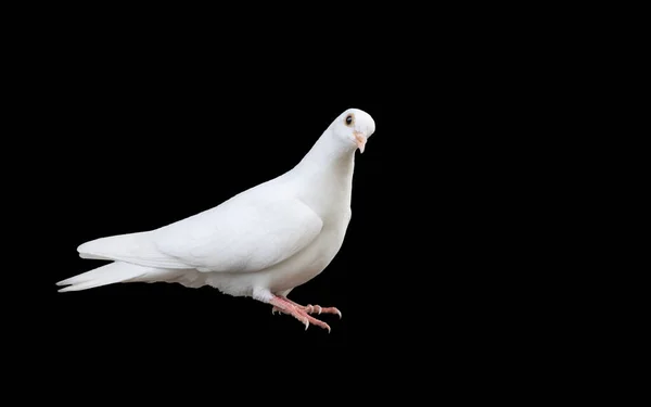 Colombe Blanche Assise Isolée Sur Des Oiseaux Noirs Sacrés — Photo