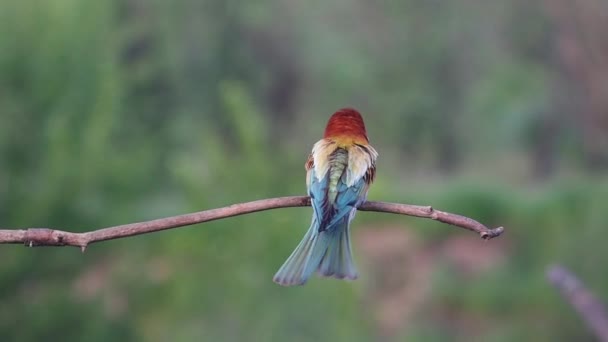 Pájaros Con Hermoso Plumaje Vuelan Rama Vida Silvestre — Vídeo de stock