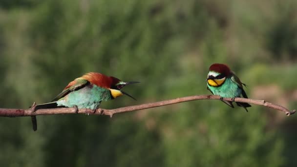 Conflicto Del Paraíso Aves Silvestres Cámara Lenta Vida Silvestre — Vídeos de Stock