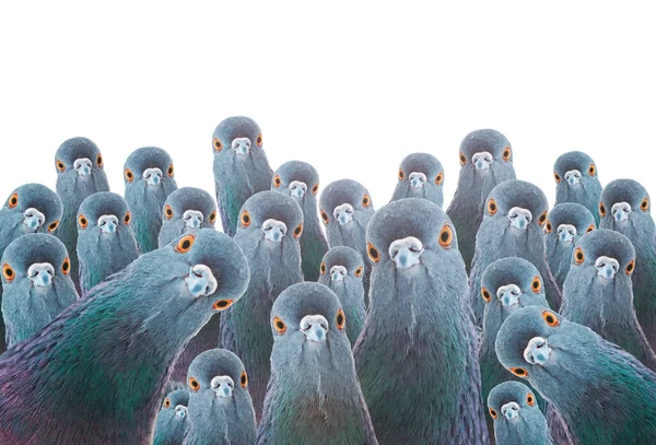 Muitos Pombos Olhando Para Câmera Isolada Branco Controle Mente — Fotografia de Stock