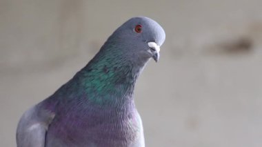 Barış sembolü güvercin kameraya bakar.