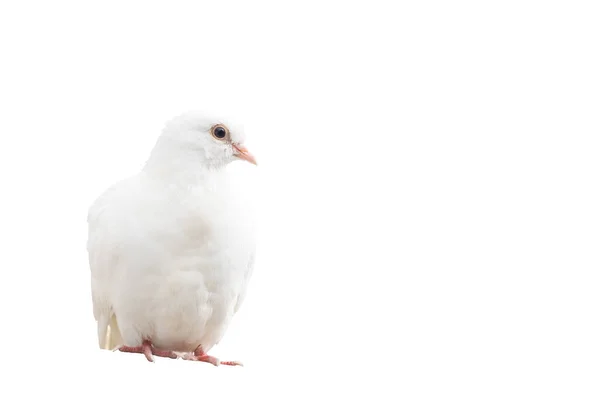 白い鳩座って白い背景に隔離された平和の象徴 — ストック写真