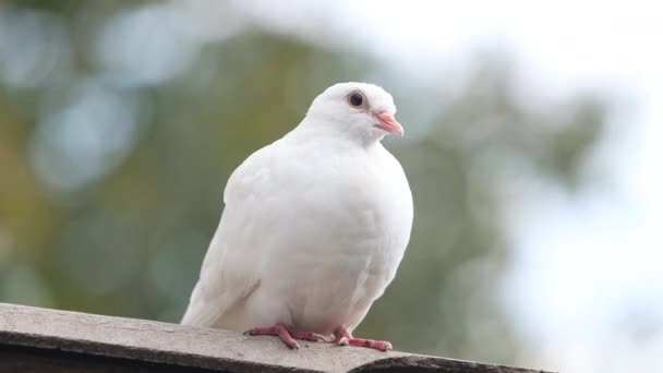 白い平和の鳩が屋根の上に座り平和の象徴 — ストック動画