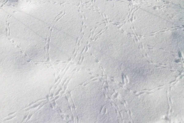 Vogelsporen Zuiver Witte Sneeuw Winterstemming — Stockfoto