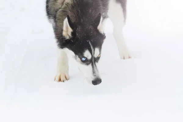Husky Folgt Spur Auf Weißem Schnee Winterstimmung — Stockfoto