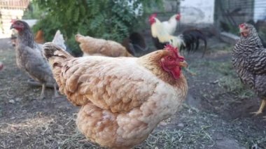 Tavuklar durur ve etraflarına bakar yavaş çekim, tatiller, şenlikler