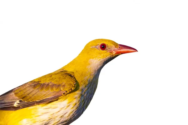 Schöner Gelber Vogel Der Isoliert Auf Weißem Hintergrund Aufblickt Feiertag — Stockfoto