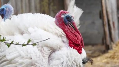 Şükran Günü 'nde arka bahçede beyaz hindi yürüyüşü, tatil, sembol.