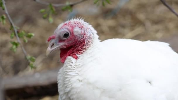 Pavo Con Plumaje Blanco Mirando Cámara Vacaciones Símbolo — Vídeos de Stock