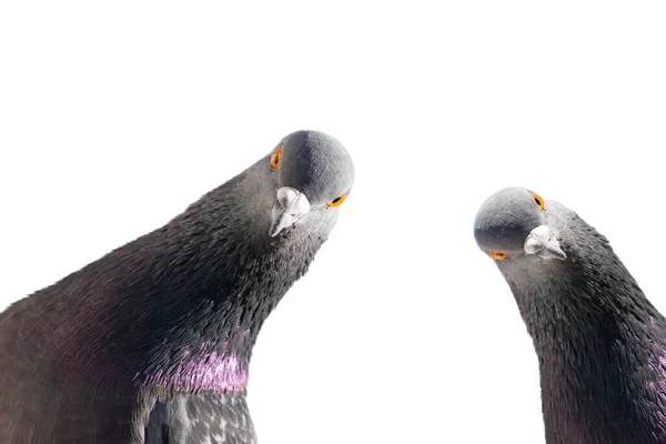 Güvercinler kameraya bakıyor beyaz, komik, sembol, kutsal kuş üzerinde ilginç bir şekilde izole edilmiş