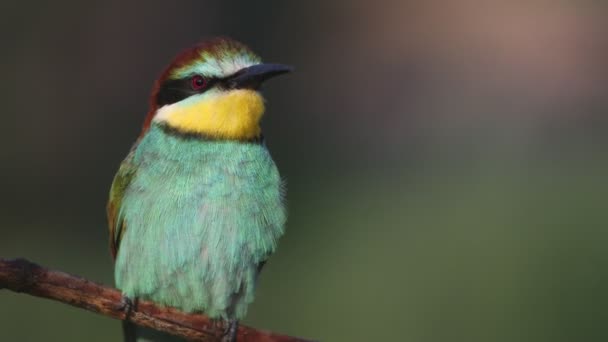 Bellissimo Uccello Selvatico Ritratto Ravvicinato Animali — Video Stock