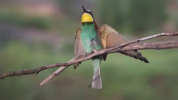 Mooie Wilde Vogel Zingt Spreidt Zijn Vleugels Dieren — Stockvideo