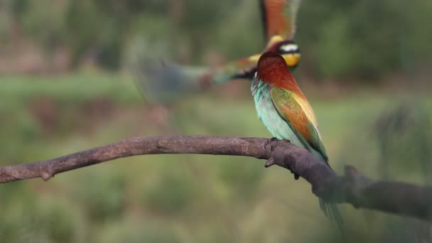 Bellissimi Uccelli Selvatici Divertono Sui Rami Animali — Video Stock