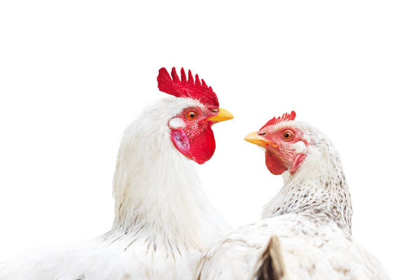 couple in love, rooster and hen isolated on white , animals