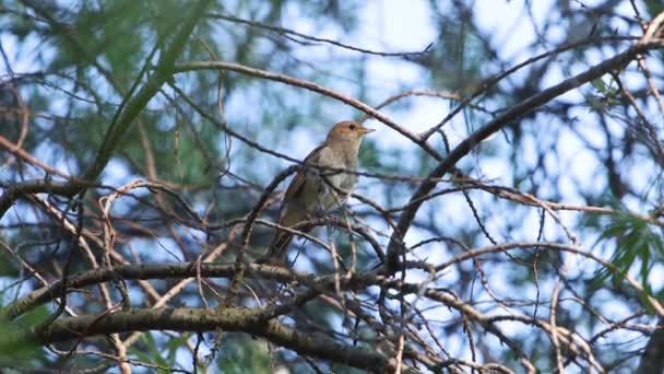 Uccello Canta Nel Cespuglio Usignolo Animali — Video Stock