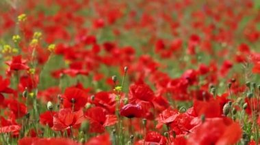 Kırmızı gelincikler rüzgarda sallanıyor ağır çekimde, çiçekler