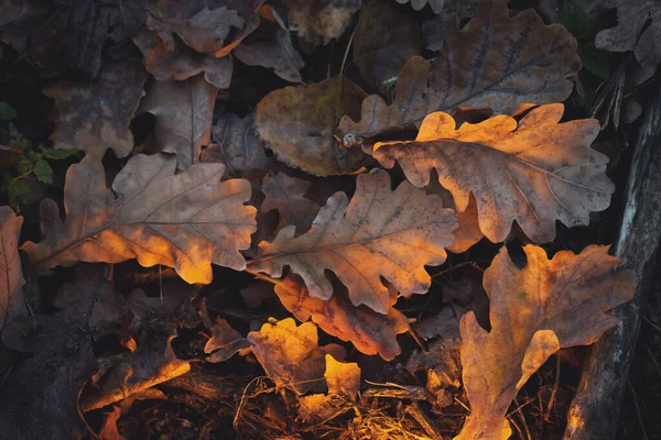 Spadlé Podzimní Listí Leží Zemi Změna Ročního Období — Stock fotografie