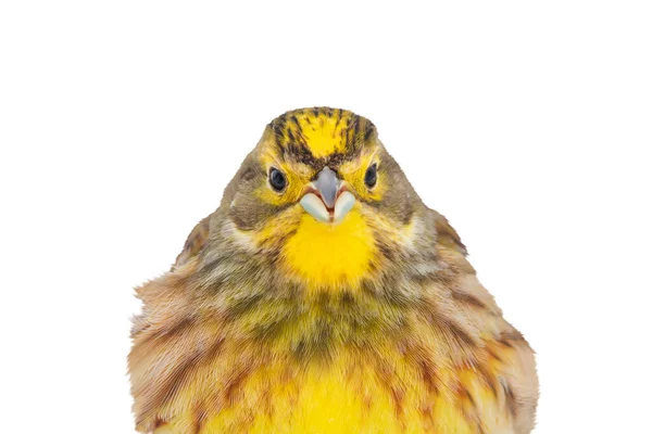 Fette Gelbe Vogel Blickt Den Rahmen Isoliert Auf Weiß Wildtiere — Stockfoto
