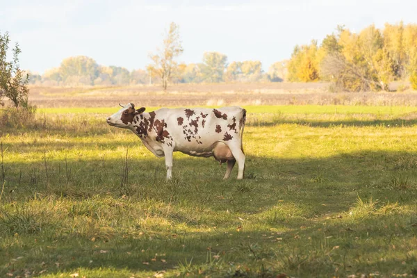 Vaca Pasto Contra Telón Fondo Paisaje Otoño Granja — Foto de Stock