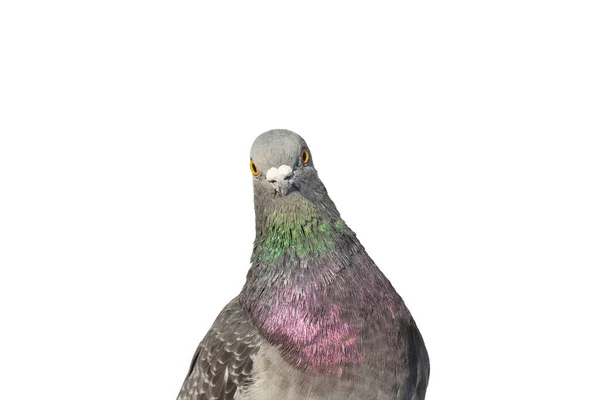 Pigeon Looks Camera Surprise Design — Stock Photo, Image