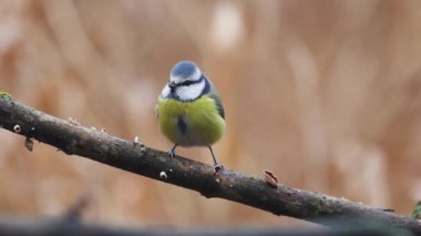 tit sits on a frosty morning on a branch and flies away, wildlife