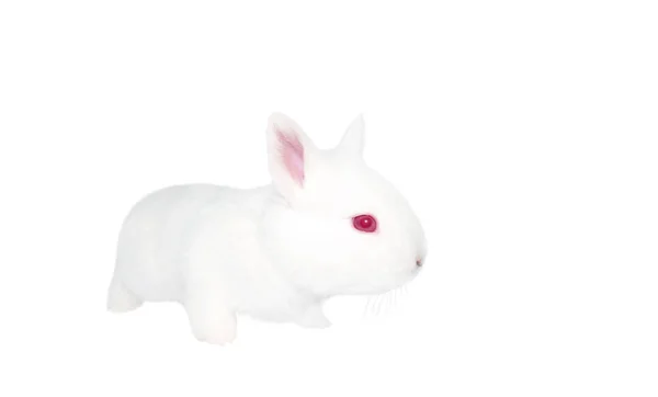 Білий Кролик Ізольований Білому Дизайн — стокове фото