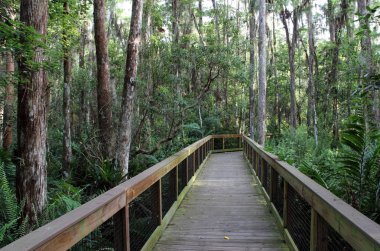 Selvi boardwalk