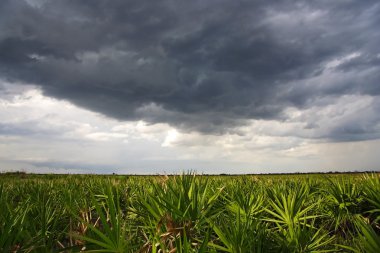 kissimmee çayır üzerinde fırtına bulutları