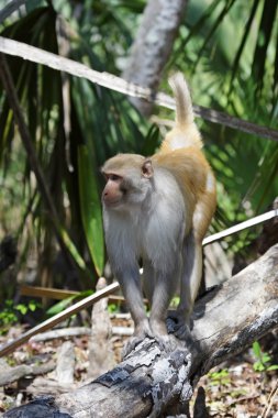 rheses maymun gümüş Nehri