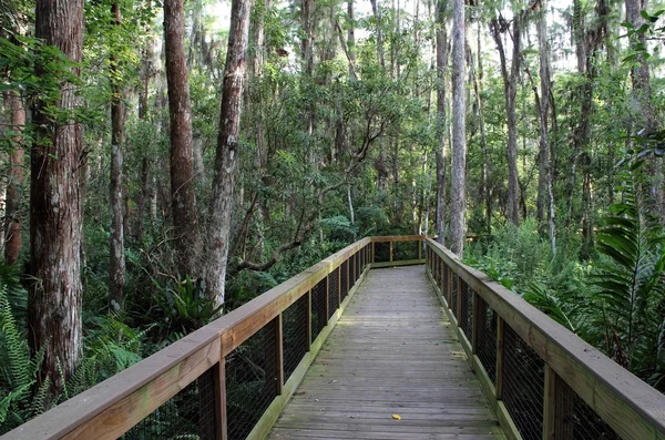 Cypress Boardwalk — Stockfoto