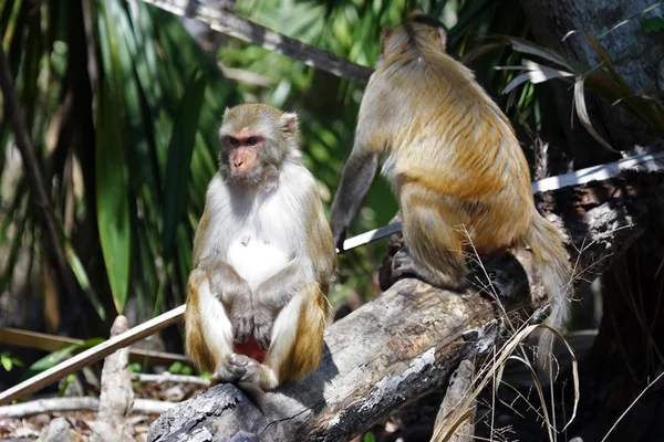 Rheses opice podél řeky stříbrný — Stock fotografie