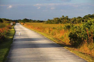 Everglades Ulusal Parkı