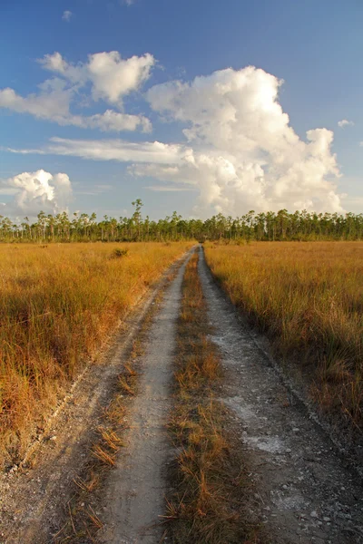 Everglades Sendero de Senderismo — Foto de Stock