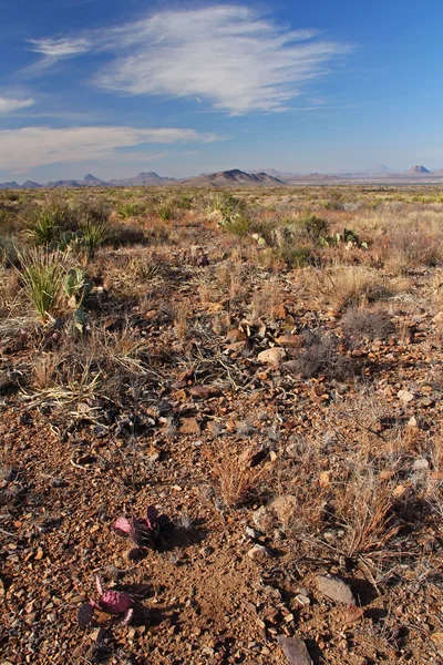 Paisaje del desierto — Foto de Stock