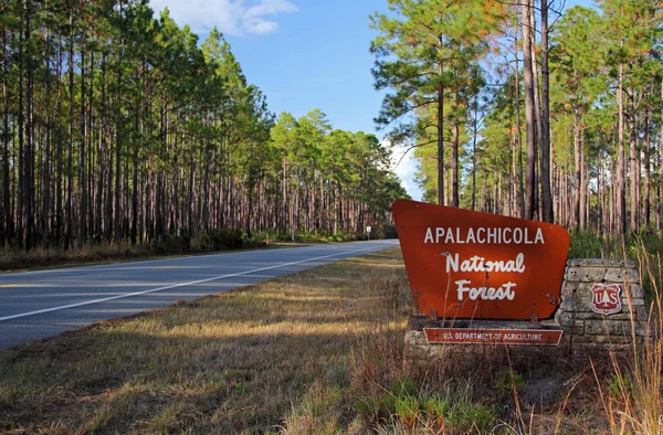 Apalachicola Національна лісова — стокове фото