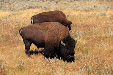 Bir çift bizon Yellowstone Ulusal Parkı, Wyoming 'de otluyor.