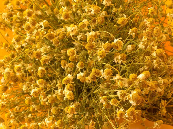 Dried chamomile on tissue — Stock Photo, Image