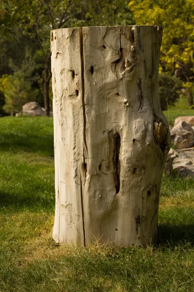 Vahşi eski ağaç kütüğü — Stok fotoğraf