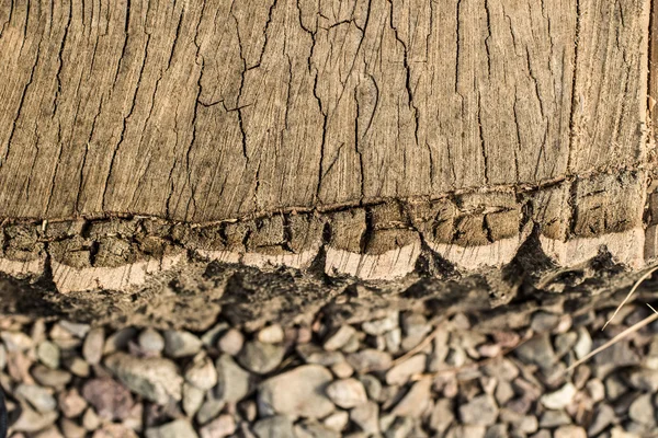 Tronco de árvore com pequenas pedras textura — Fotografia de Stock