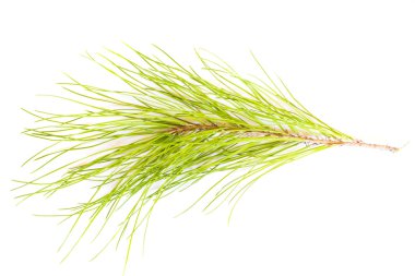 beyaz zemin üzerinde çam dalları