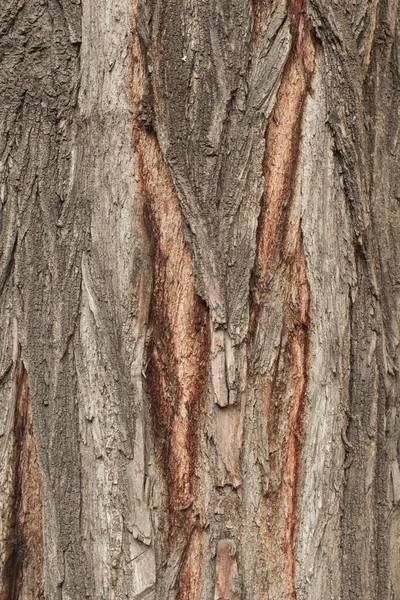 Bark Tree textura quadro completo na natureza — Fotografia de Stock
