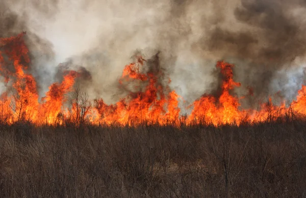 Incendio forestal —  Fotos de Stock