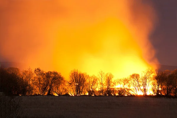 Ночной лесной пожар — стоковое фото