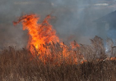 yanan evin yanındaki çim