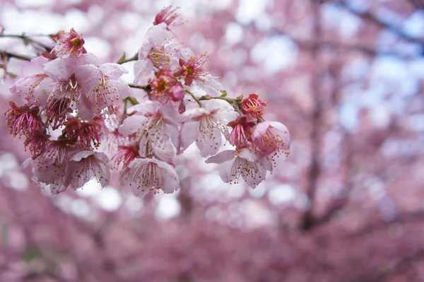 Sakura — Zdjęcie stockowe