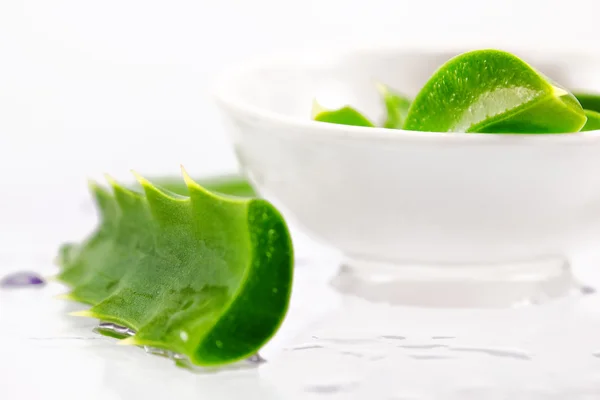 Aloe, Agave — Stockfoto