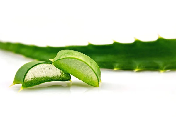 Aloe, agave — Foto de Stock