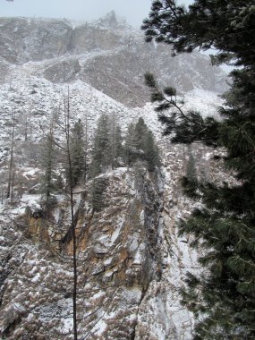 Pines karlı rock cliff üzerinde