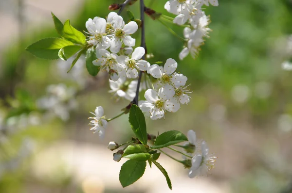 Kwiaty wiśni — Zdjęcie stockowe