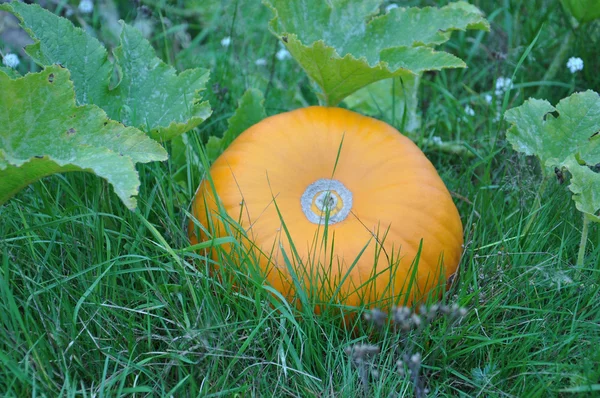 Bahçedeki balkabağı